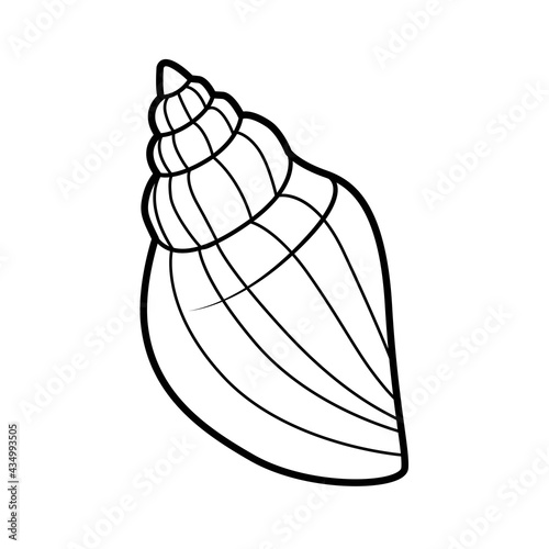 Miter cone shell outlined for coloring page isolated on white background