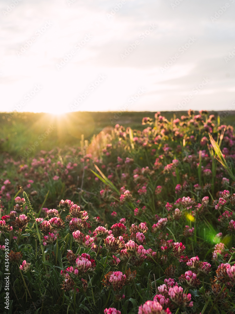 Obraz premium Flores rosas al atardecer.
