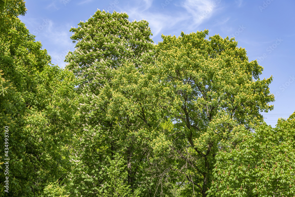 Beautiful white flowers on the branches of a blooming deciduous chestnut tree during spring flowering