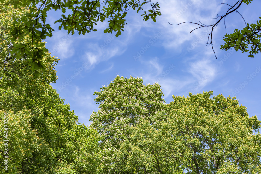 Beautiful white flowers on the branches of a blooming deciduous chestnut tree during spring flowering Beautiful white flowers on the branches of a blooming deciduous chestnut tree during spring flowering