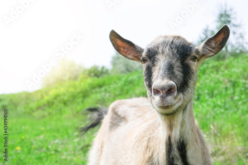Portrait of a brown goat. A goat grazes on a pasture in a meadow. The goat looks directly at the camera. High quality photo