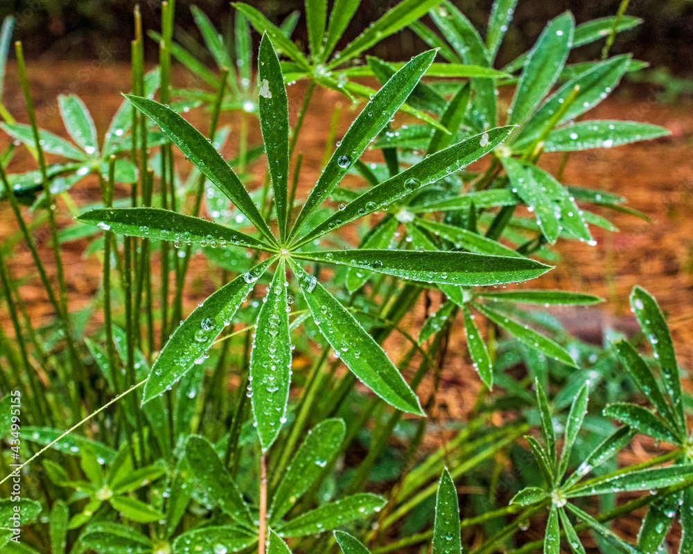 Fototapeta premium Rain drops hang onto a spring plant in the forest