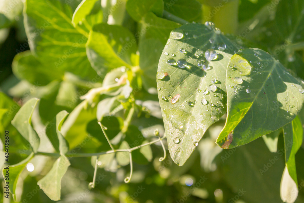Green pea pods grow in the summer in the garden
