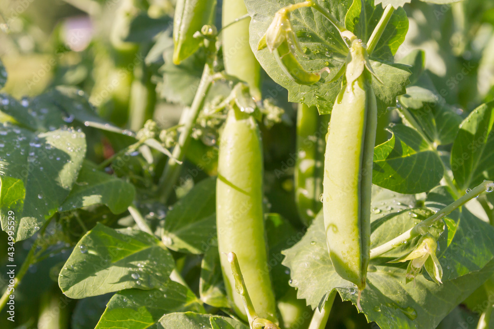 Green pea pods grow in the summer in the garden