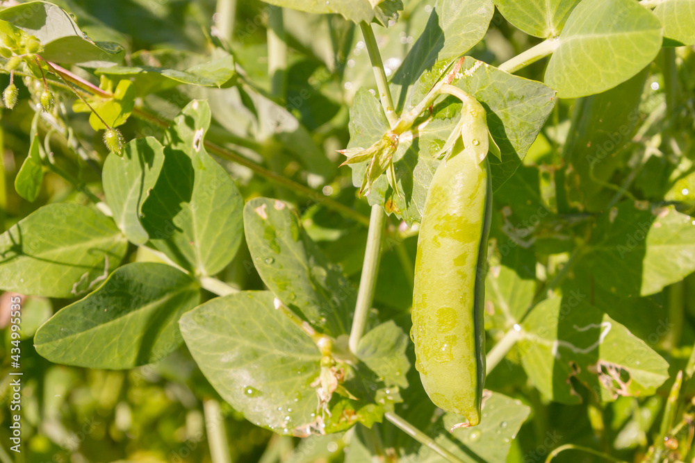 Green pea pods grow in the summer in the garden