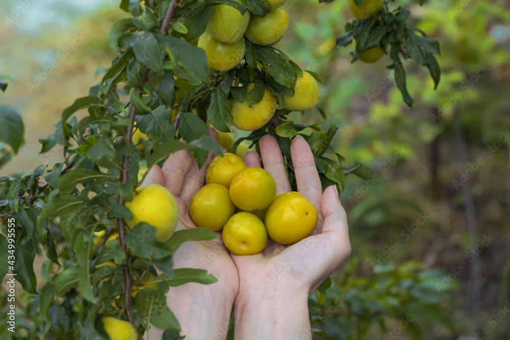 Cherry plum yellow ripe fruits on branches in the garden