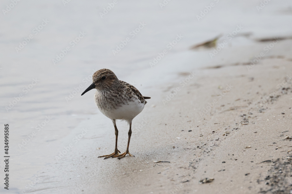 Baird Sandpiper on beach in groups or singles, digging for food (insect larvae and crustaceans) on an overcast spring day at waterfront Baird Sandpiper on beach in groups or singles, digging for food (insect larvae and crustaceans) on an overcast spring day at waterfront