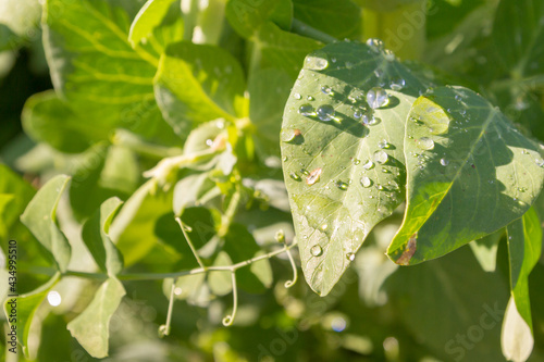 Obraz na płótnie Green pea pods grow in the summer in the garden w salonie