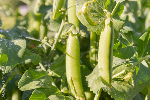 Green pea pods grow in the summer in the garden