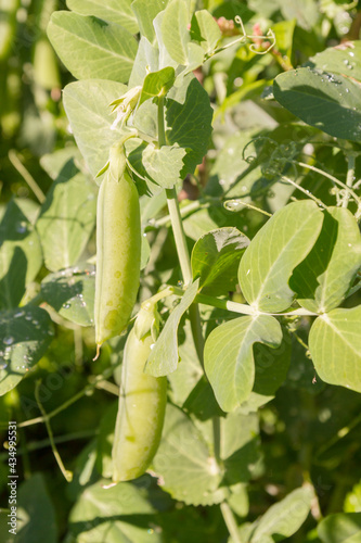 Green pea pods grow in the summer in the garden