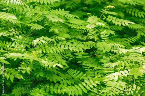 Bright green bush with beautiful lush leaves grows in a spring park