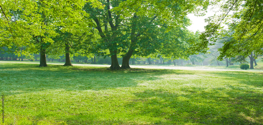 Fototapeta premium banner image of park