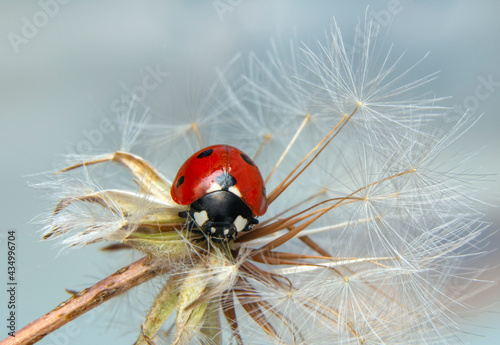 Beautiful Ladybug on dandelion defocused background