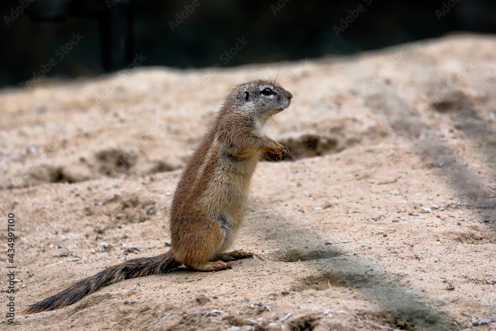 Cape ground squirrel, Xerus inauris Cape ground squirrel, Xerus inauris