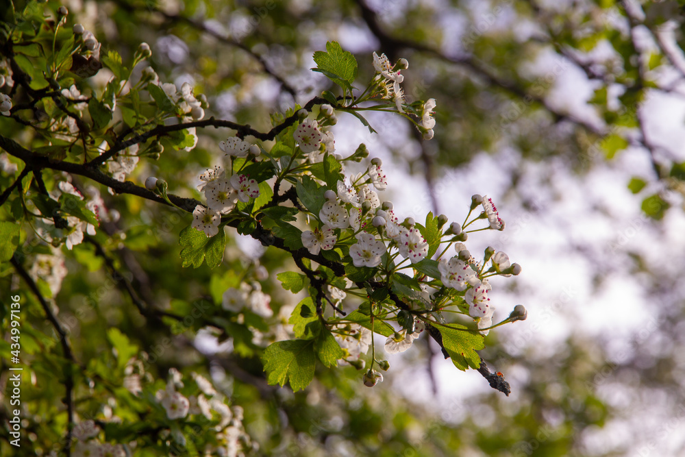 Small White Flowers In A Tree On A Sunny Day Small White Flowers In A Tree On A Sunny Day