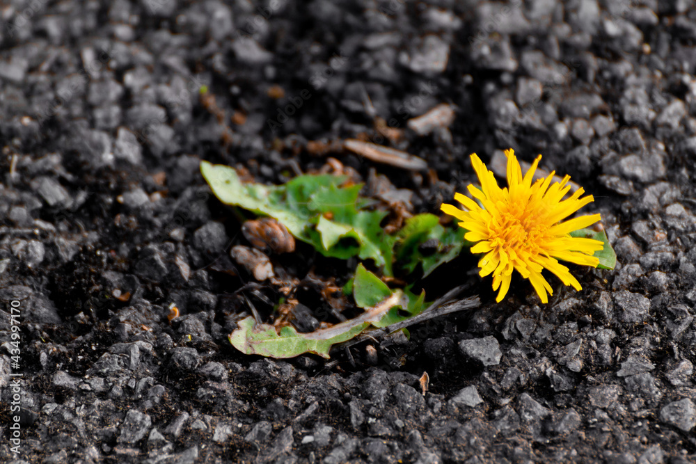 A Yellow Dandelion Growing On The Asphalt A Yellow Dandelion Growing On The Asphalt