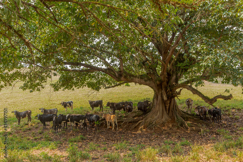 Gado raça Holandesa em pastagem  de fazenda rural de Guarani, Minas Gerais, Brasil photo
