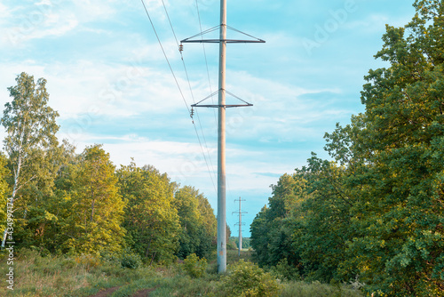 Electric poles in the forest.