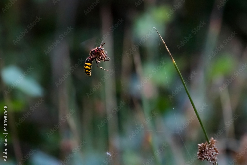 Nature scene from wildlife. Fighting a hornet with a poisonous spider for life and death. European hornet Vespa crabro. Nature scene from wildlife. Fighting a hornet with a poisonous spider for life and death. European hornet Vespa crabro.