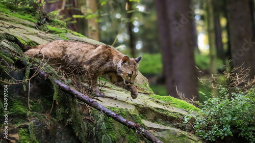 A very young cute male cougar on a reconnaissance expedition in its natural habitat. Known also as puma, mountain lion, red tiger and catamount. Puma concolor.