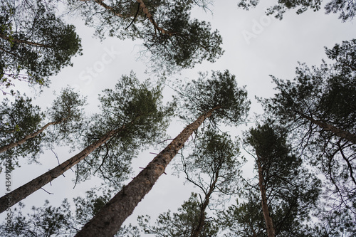 korony drzew © Prostefoto_priv
