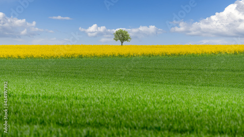 Solitary tree in Canola Field