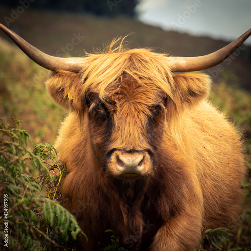 A Highland Cow up in the mountains.