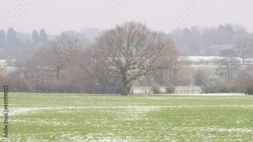 Falling snow in the winter forest