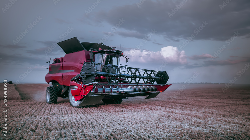 Fototapeta premium Evening mechanized harvesting of grain in an agricultural field. Bright, summer landscape with a red harvester. Beautiful rural background, wallpaper, design. Selective, soft focus. Photo tinting.