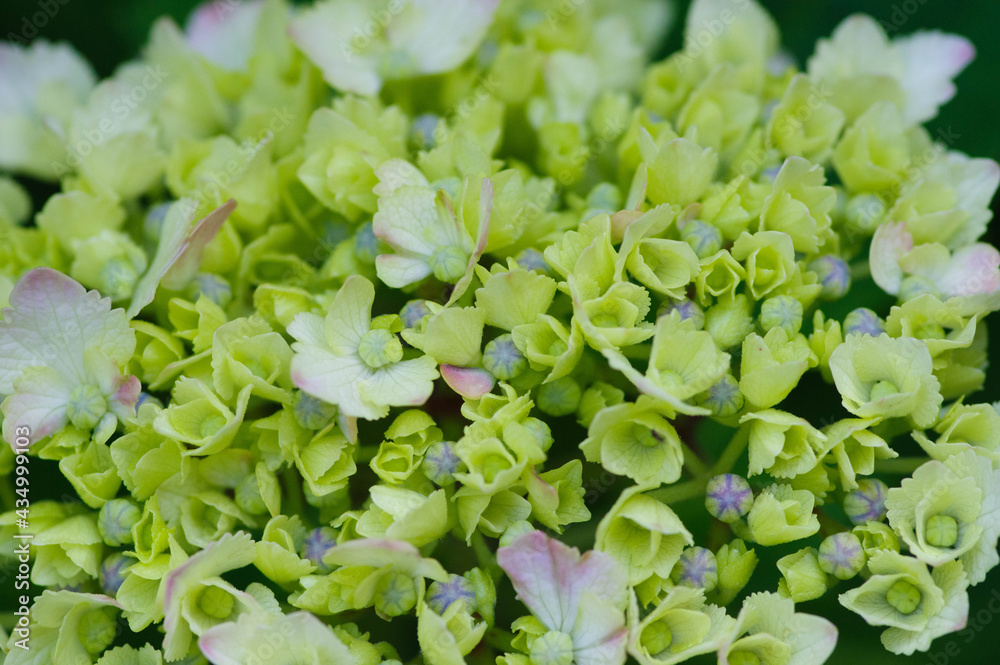 庭のガーデニングでさくブルーと薄い緑のコアジサイの花 日本原産の可愛い花 緑色の紫陽花の花言葉は ひたむきな愛 Stock Photo Adobe Stock
