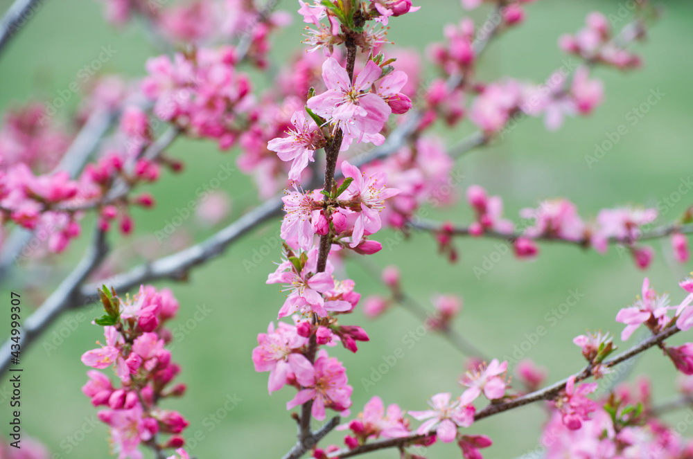 Obraz premium Pink Tree Blossoms in the Spring