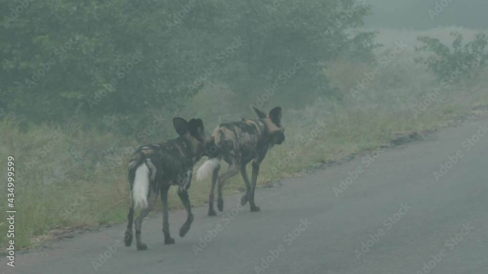 African Wild Dog in Wild Nature of South Africa African Wild Dog in Wild Nature of South Africa