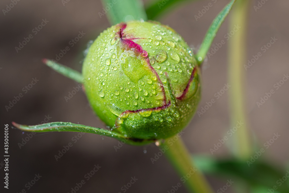Unopened peony flower bud after rain with drops.