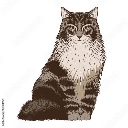 Isolated realistic cat image Vector illustration design