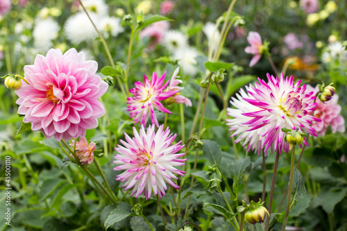 pink flowers in the garden