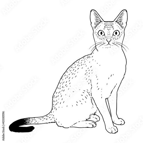 Isolated silhouette of a realistic cat Vector