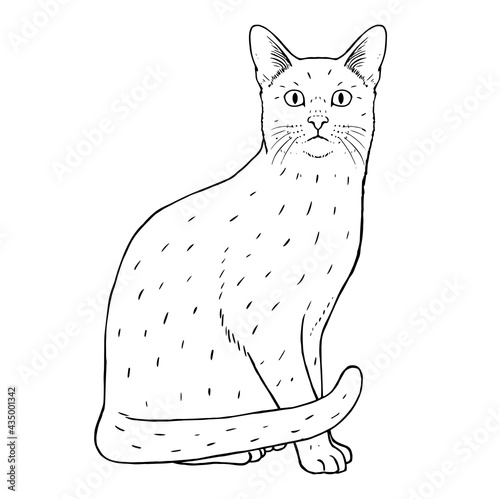 Isolated silhouette of a realistic cat Vector