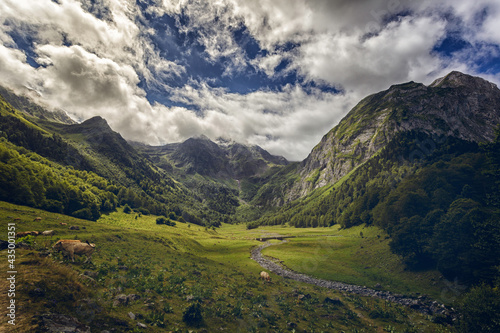 mountain valley with animals, cloudy sky and green pastures in spring from Aran, Lerida, Spain photo