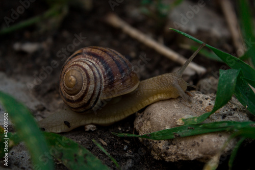 The snail is slowly crawling carrying a shell