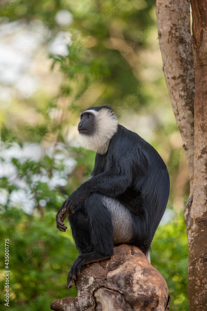 Black and white colobus monkey