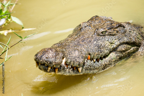 Nile crocodile at Hans cottage. © Scott