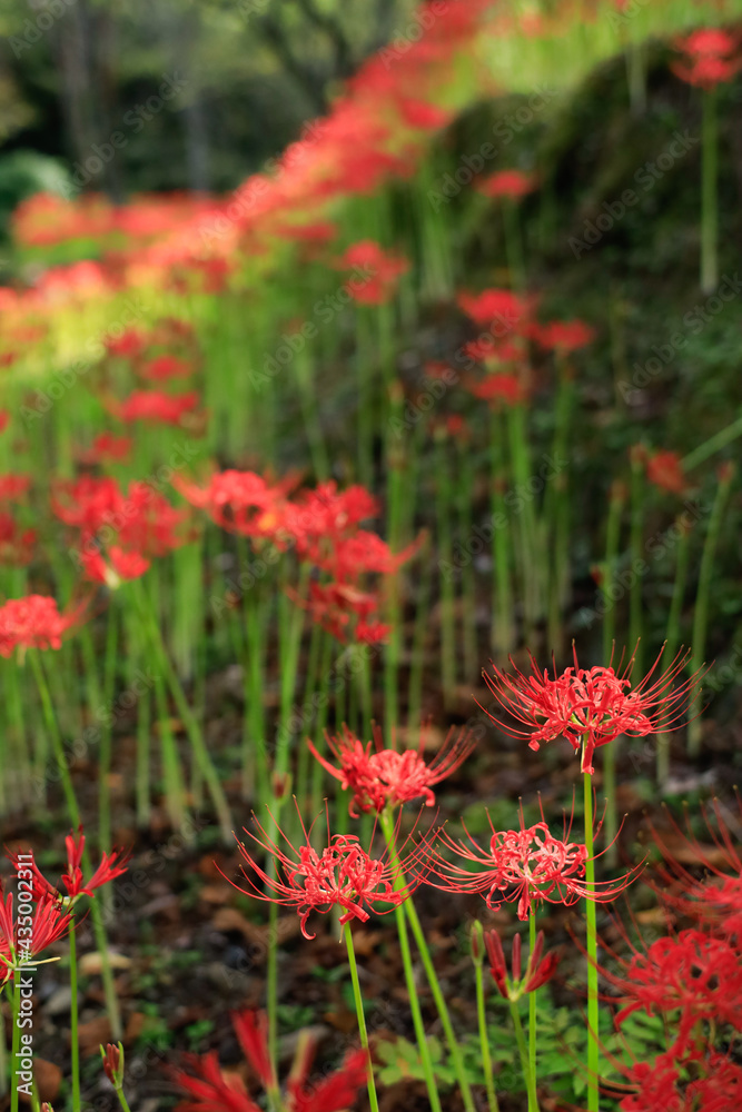 秋の彼岸花群生地　愛媛県松山市窪野