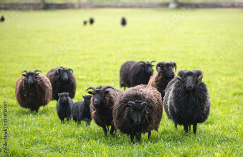 hebridian sheep
 photo