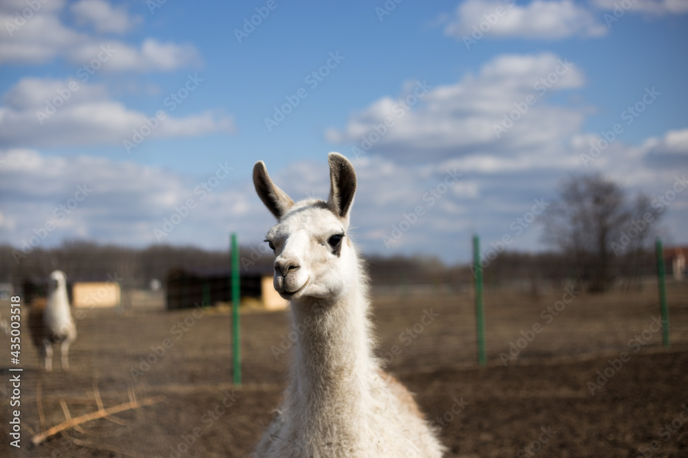llama standing in the grass