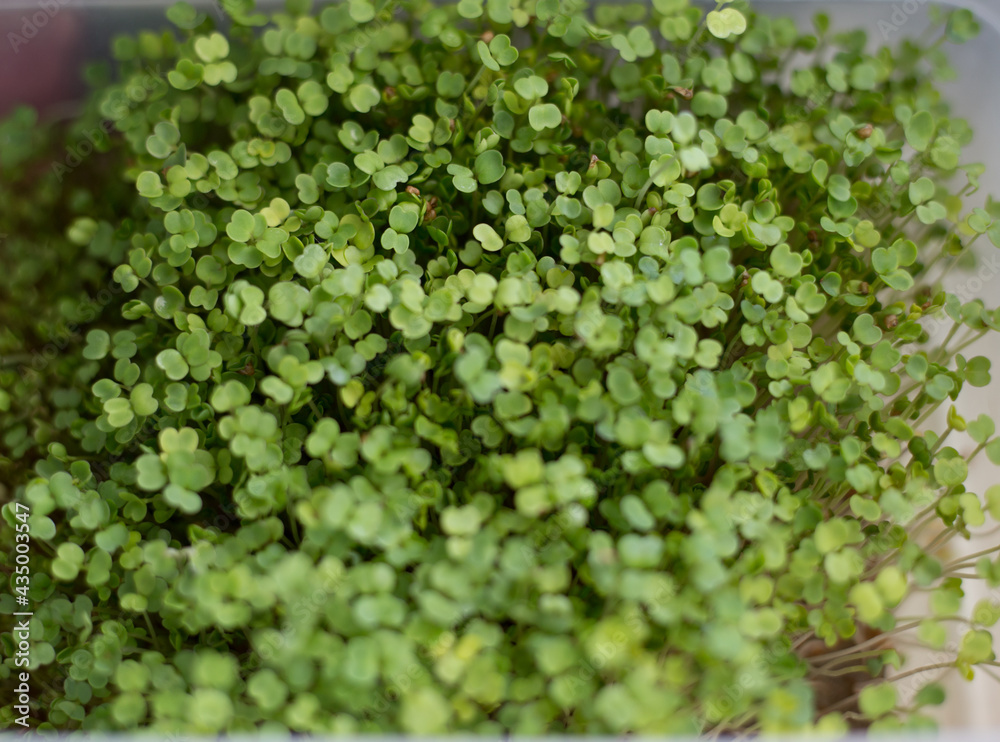 green parsley