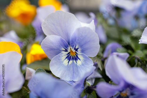 Purple Pansy Flowers in May © ontronix