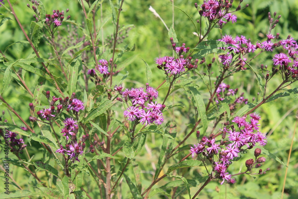 flowers in the field