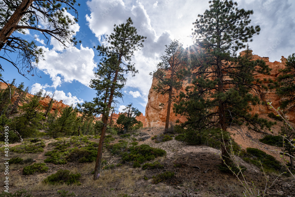 Wide angle view of Bryce Canyon National park, as seen from the Queens Garden trail into the canyon Wide angle view of Bryce Canyon National park, as seen from the Queens Garden trail into the canyon
