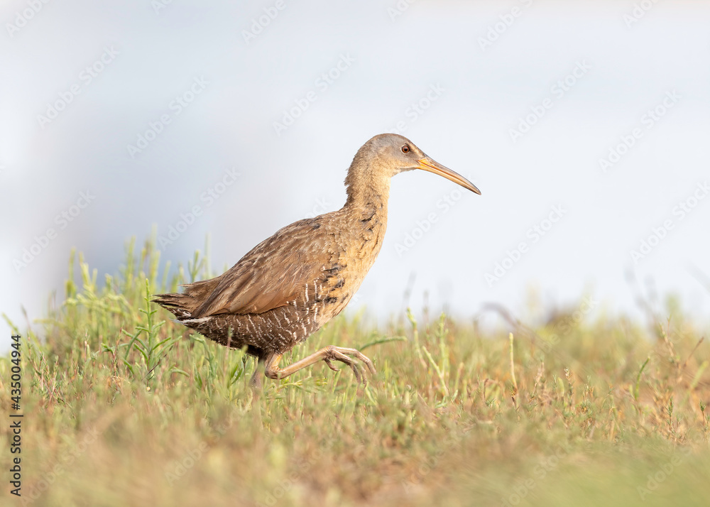 Clapper Rail (Rallus crepitans) in salt marsh, Galveston, Texas. Gulf Coast Clapper Rail (Rallus crepitans) in salt marsh, Galveston, Texas. Gulf Coast