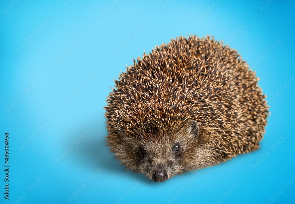 Hedgehog. Hedgehog.